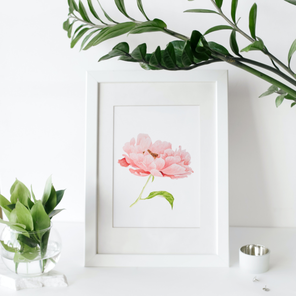 Peony painting