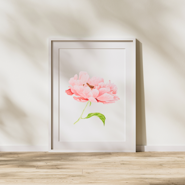 Peony watercolour